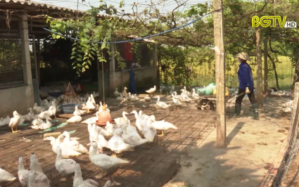 Bắc Giang: Lan toả phong trào nông dân thi đua sản xuất kinh doanh giỏi 