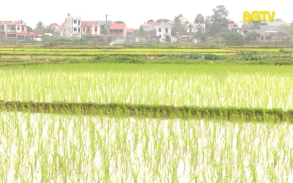 Lạng Giang mở rộng diện tích lúa chất lượng  