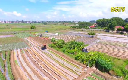 Liên kết chuỗi trong sản xuất vụ đông