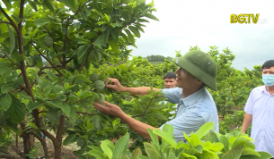 Lục Nam đẩy mạnh ứng dụng KHKT sản xuất na hàng hóa