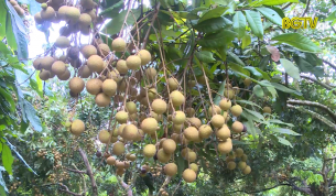 Lục Nam: Nâng cao chất lượng sản phẩm nhãn Lục Sơn