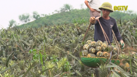 Lục Nam: Người nông dân phấn khởi vì được mùa dứa