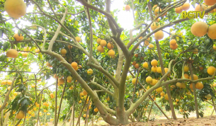 Lục Nam: Phát triển cây ăn quả an toàn vệ sinh thực phẩm