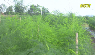 Lục Nam phát triển cây măng tây xanh theo hướng chuyên canh