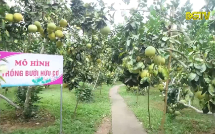 Lục Ngạn: Chuẩn bị các điều kiện đón du khách mùa cam, bưởi