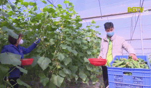 Lục Ngạn: Đẩy mạnh sản xuất nông nghiệp theo hướng hữu cơ, bền vững
