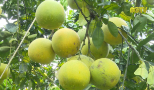 Lục Ngạn đẩy mạnh thâm canh cây ăn quả có múi
