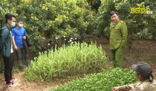 Lục Ngạn phát hiện nhiều vụ việc trồng cây có chứa chất ma túy
