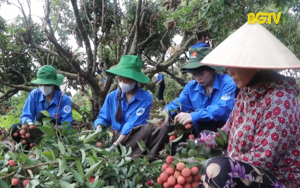 Màu xanh tình nguyện trên vùng vải thiều 