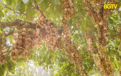 Mê mẩn vườn dâu da trĩu quả ở Sơn Động 