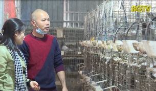 Mô hình nuôi chim bồ câu cho thu nhập tiền tỷ mỗi năm