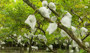 Na Lục Nam vào vụ mới