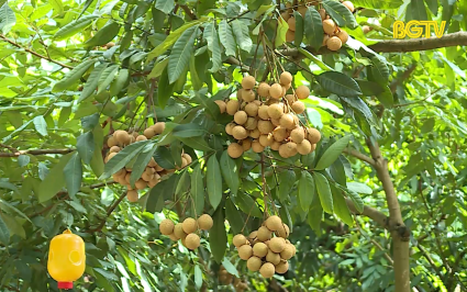 Nâng cao chất lượng Nhãn đáp ứng điều kiện xuất khẩu 