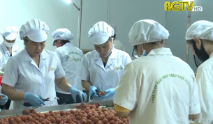 Nâng cao chất lượng tiêu chí bảo hộ chỉ dẫn địa lý vải thiều Lục Ngạn