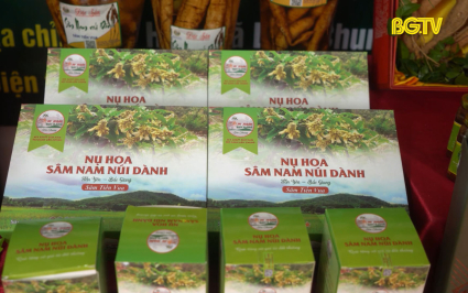 Nâng tầm sản phẩm Sâm Nam núi Dành