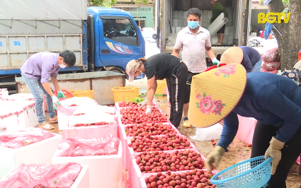 Ngày 10-7 sẽ cơ bản thu hoạch xong toàn bộ diện tích vải thiều