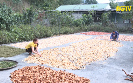 Nghề làm thuốc Nam của người dân tộc Dao ở Sơn Động