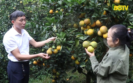 Người nông dân tâm huyết với nông trại cam hữu cơ 