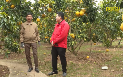 Người nông dân tuổi Mão thành công từ mô hình bưởi hữu cơ