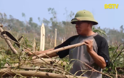 Người trồng rừng Sơn Động tập trung khắc phục hậu quả mưa bão