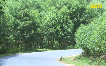 Nguy cơ từ trồng keo trên đất hành lang đường bộ 
