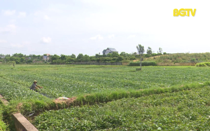 Nhiều diện tích cây trồng có nguy cơ bị ảnh hưởng bởi nắng nóng 