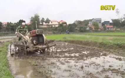 Nông dân Sơn Động gieo cấy lúa chiêm xuân