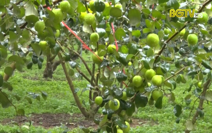 Nông dân Sơn Động thâm canh cây táo theo quy trình an toàn