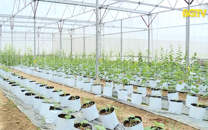 Nông nghiệp công nghệ cao - Giải pháp nâng cao thu nhập người dân khu vực nông thôn 