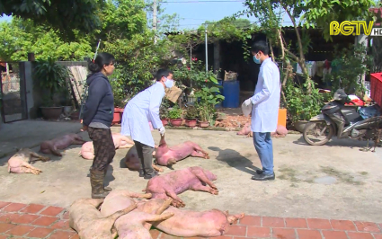 Phát hiện vụ thu mua lợn nhiễm bệnh dịch tả lợn Châu Phi