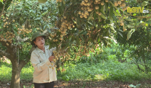 Phát triển cây ăn quả - Nâng cao hiệu quả kinh tế vườn đồi