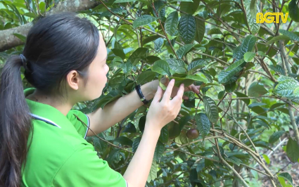 Phát triển cây dược liệu, hướng đi mới trong công tác giảm nghèo vùng đồng bào dân tộc thiểu số và miền núi