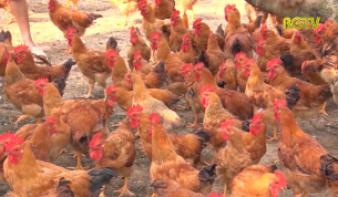Phát triển đàn gia cầm và những khó khăn về nguồn giống