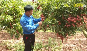 Phát triển kinh tế từ mô hình cây ăn quả - Hướng đi hiệu quả của thanh niên Lục Ngạn
