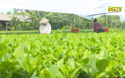 Phát triển sản xuất và quảng bá thương hiệu chè sạch