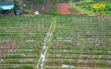 Phát triển vùng nguyên liệu Sâm Nam núi Dành bền vững 