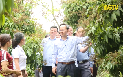 Phó Chủ tịch UBND tỉnh kiểm tra sản xuất, xúc tiến tiêu thụ vải thiều Tân Yên