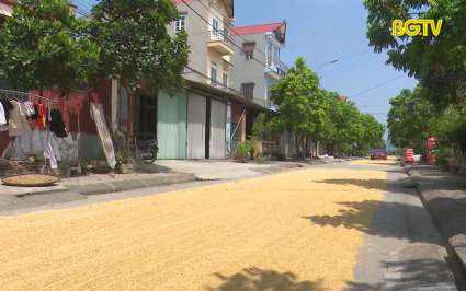 Phơi thóc trên đường gây cản trở giao thông 
