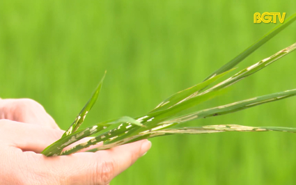 Phòng trừ sâu cuốn lá hại lúa mùa