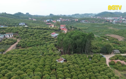 Quản lý chất lượng mã số vùng trồng vải xuất khẩu