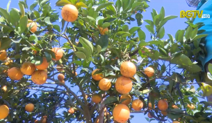Rộn ràng mùa Cam