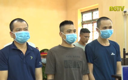 Sơn Động: 5 đối tượng lĩnh án tù vì trộm cắp cây chè hoa vàng