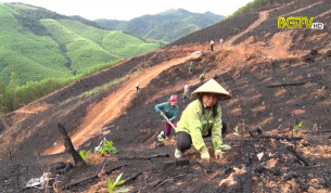 Sơn Động: Người dân bước vào vụ trồng rừng