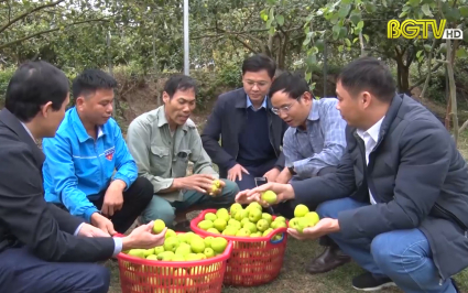 Sơn Động: Trao giấy chứng nhận Vietgap cho sản phẩm táo Đại Sơn 