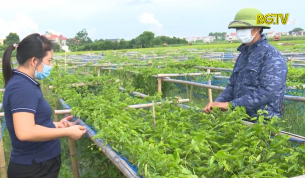 Tân Yên: Đa dạng hóa các mô hình cây trồng thử nghiệm 