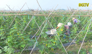 Tân Yên đẩy mạnh liên kết với doanh nghiệp sản xuất và tiêu thụ nông sản 