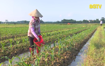 Tân Yên đẩy mạnh sản xuất cây vụ đông  