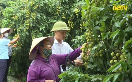 Tân Yên đẩy mạnh xúc tiến tiêu thụ vải thiều sớm