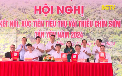 Kết nối, xúc tiến tiêu thụ vải thiều sớm Tân Yên