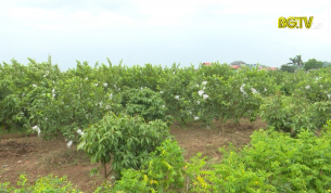Tân Yên phát triển vùng cây ăn quả đặc trưng